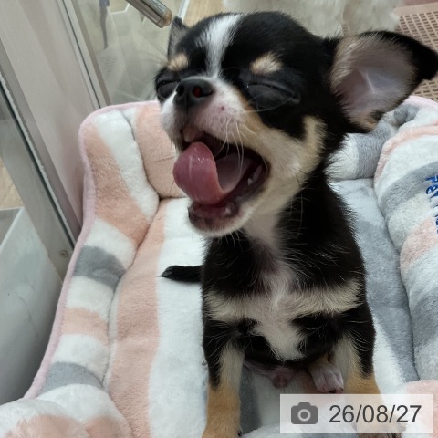 チワワの写真