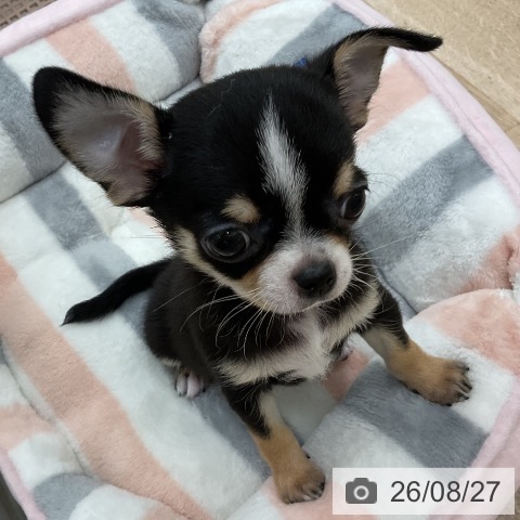 チワワの写真