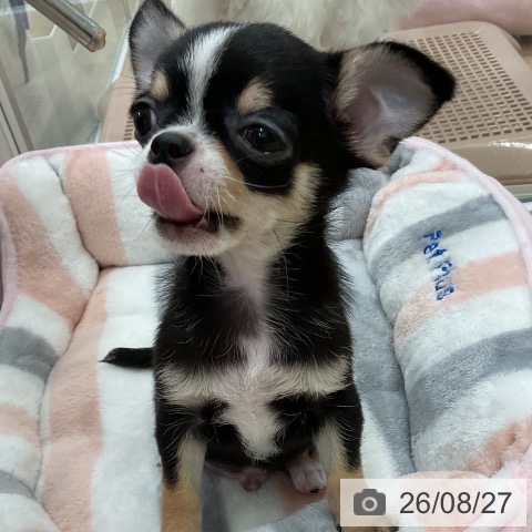 チワワの写真