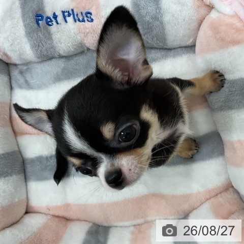 チワワの写真