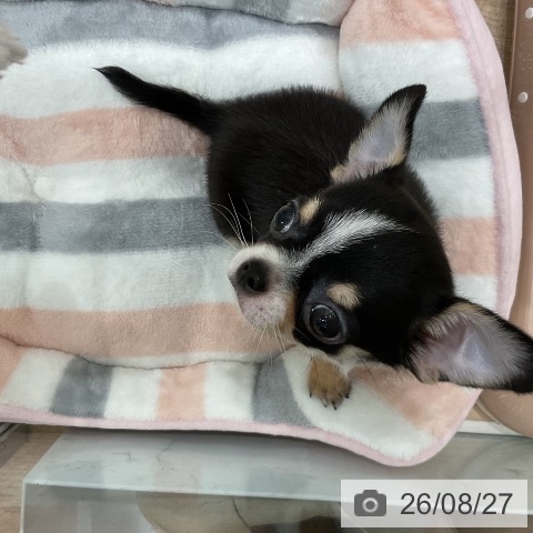 チワワの写真