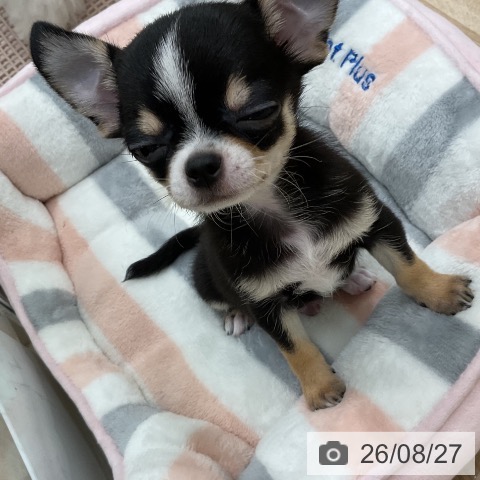 チワワの写真