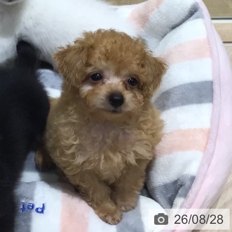 神奈川県のトイプードル(トイ) (ペットプラス 川崎ルフロン店/2026年6月23日生まれ/男の子/アプリコット)の子犬の4枚目の画像