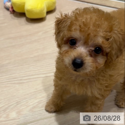 神奈川県のトイプードル(トイ) (ペットプラス 川崎ルフロン店/2026年6月23日生まれ/男の子/アプリコット)の子犬の3枚目の画像