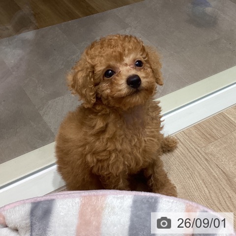 宮城県のトイプードル(トイ) (ペットプラス 仙台泉大沢店/2026年6月23日生まれ/男の子/アプリコット)の子犬の3枚目の画像