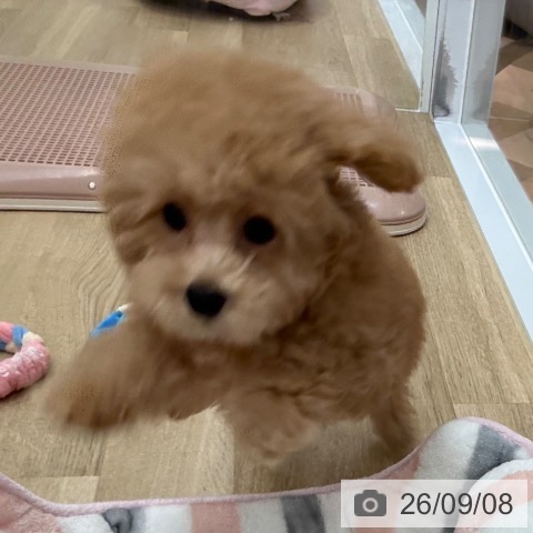 宮崎県のトイプードル(トイ) (ペットプラス 宮崎店/2026年6月24日生まれ/男の子/オレンジフォーン)の子犬の4枚目の画像