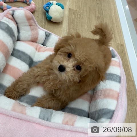 宮崎県のトイプードル(トイ) (ペットプラス 宮崎店/2026年6月24日生まれ/男の子/オレンジフォーン)の子犬の3枚目の画像