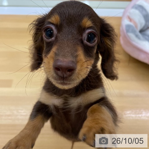 福岡県のカニンヘンダックスフンド(ロング) (ペットプラス 黒崎店/2026年6月25日生まれ/男の子/チョコレートタン)の子犬の4枚目の画像