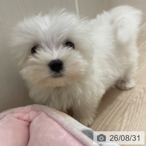 マルチーズの写真