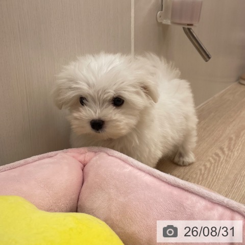 マルチーズの写真