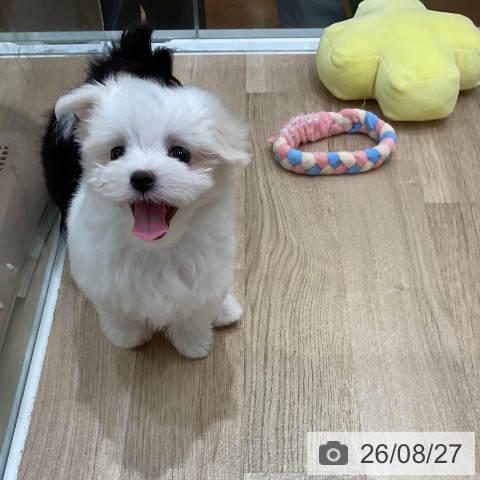 マルチーズの写真