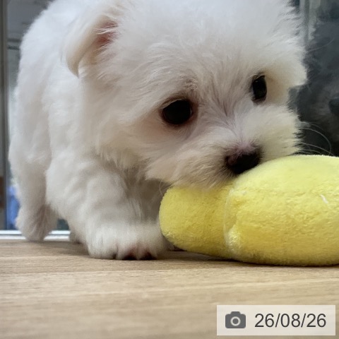 マルチーズの写真