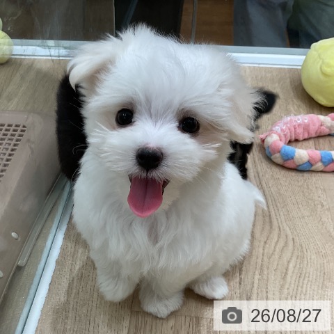 マルチーズの写真