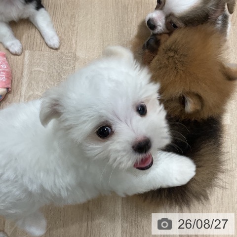 マルチーズの写真