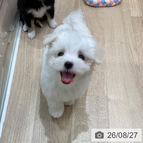 マルチーズの写真