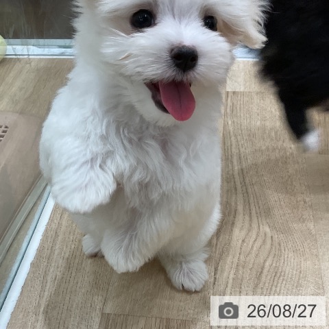 マルチーズの写真