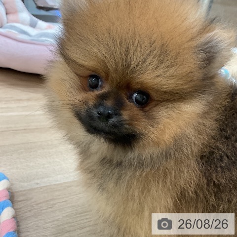 ポメラニアンの写真