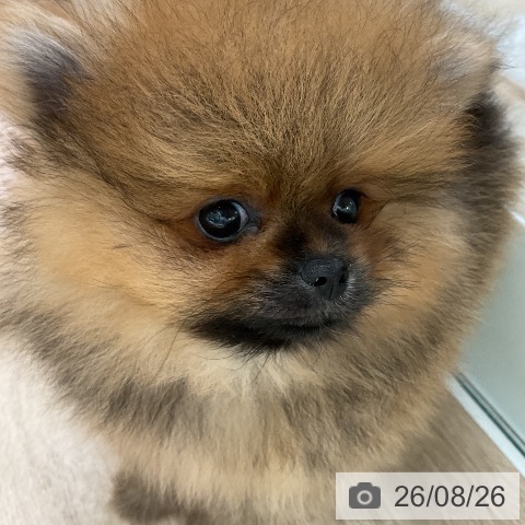 ポメラニアンの写真