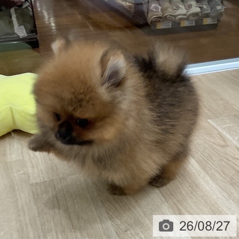 ポメラニアンの写真