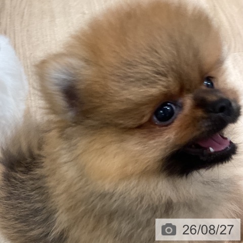 ポメラニアンの写真
