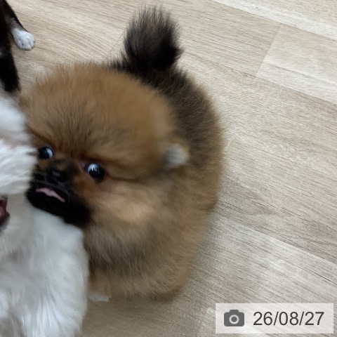 ポメラニアンの写真