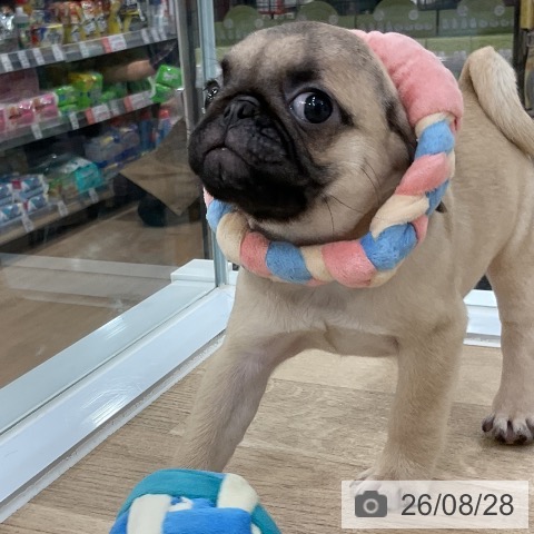 福岡県のパグ (ペットプラス 香椎浜店/2026年6月20日生まれ/男の子/フォーン)の子犬の3枚目の画像