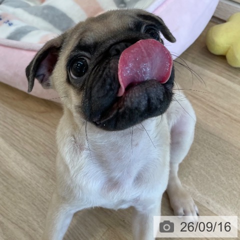 パグの写真