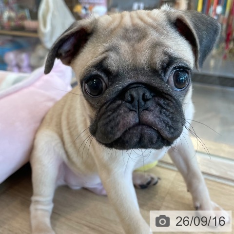 パグの写真