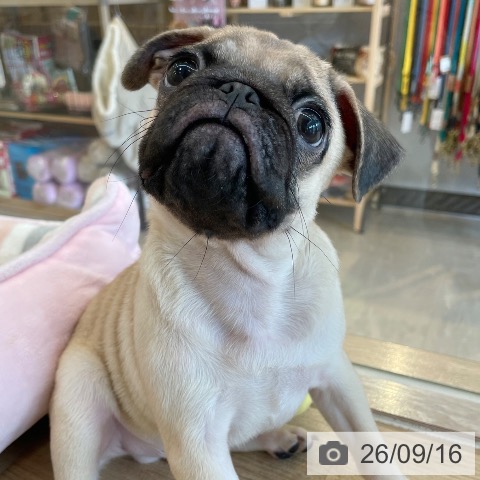 パグの写真