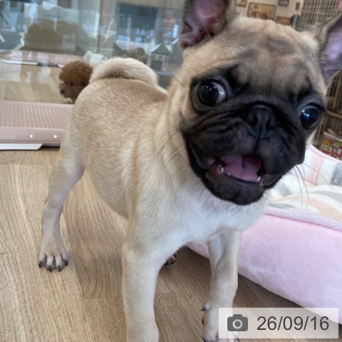 パグの写真