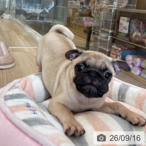 パグの写真