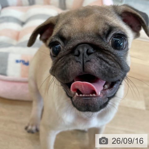 パグの写真