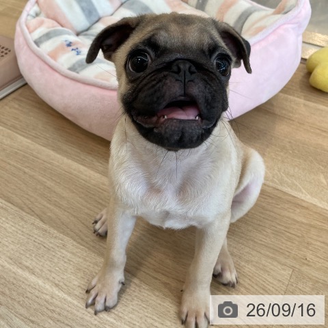 パグの写真