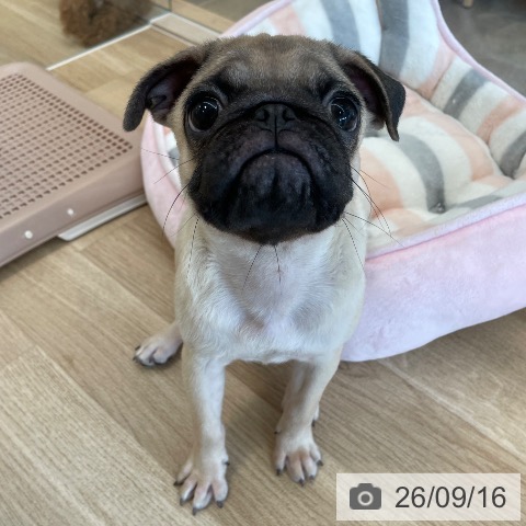 パグの写真