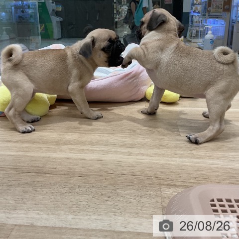 福岡県のパグ (ペットプラス 八幡東店/2026年6月20日生まれ/男の子/フォーン)の子犬の4枚目の画像
