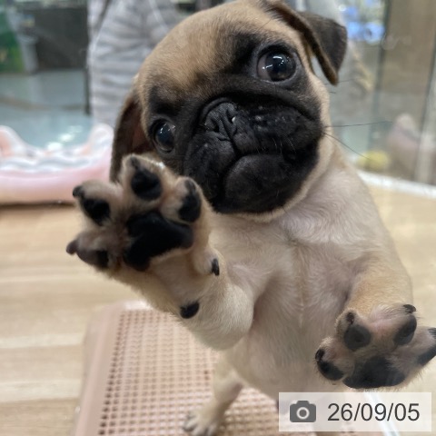 パグの写真