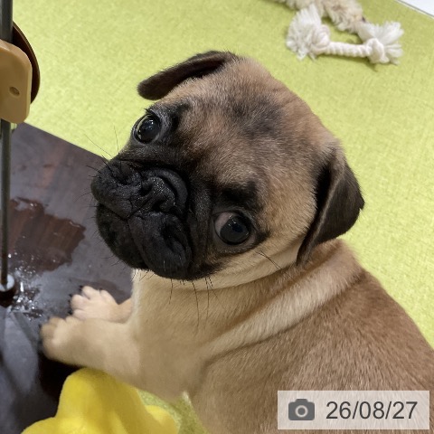 福岡県のパグ (ペットプラス 福岡店/2026年6月20日生まれ/男の子/フォーン)の子犬の4枚目の画像