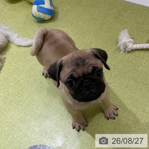 福岡県のパグ (ペットプラス 福岡店/2026年6月20日生まれ/男の子/フォーン)の子犬の3枚目の画像