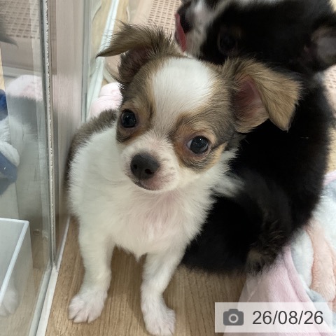 チワワの写真