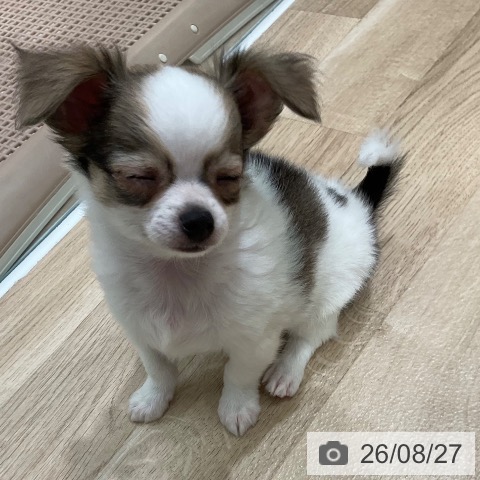 チワワの写真