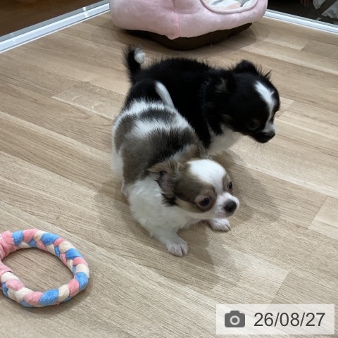 チワワの写真