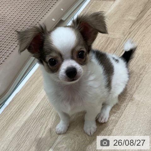 チワワの写真