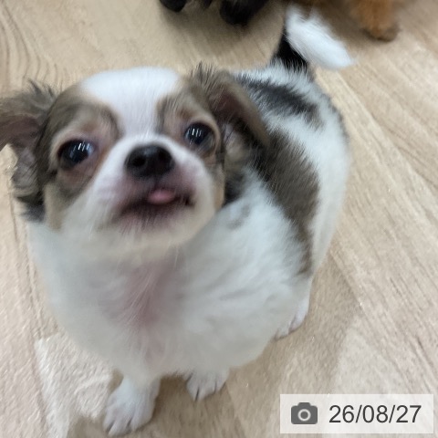 チワワの写真