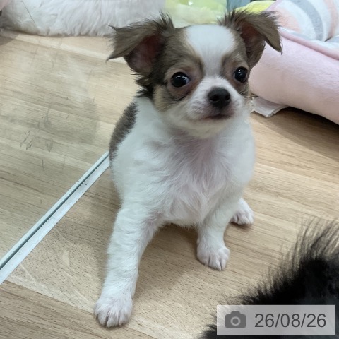 チワワの写真