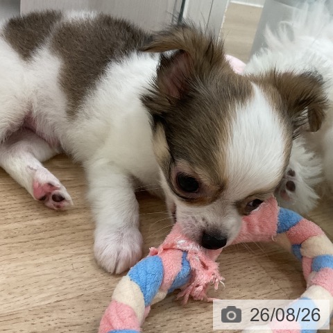 チワワの写真