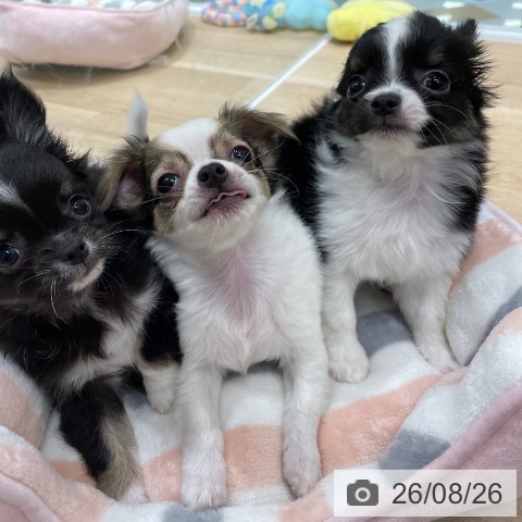 チワワの写真