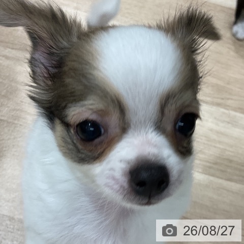チワワの写真