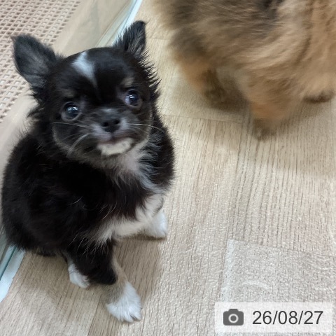 チワワの写真