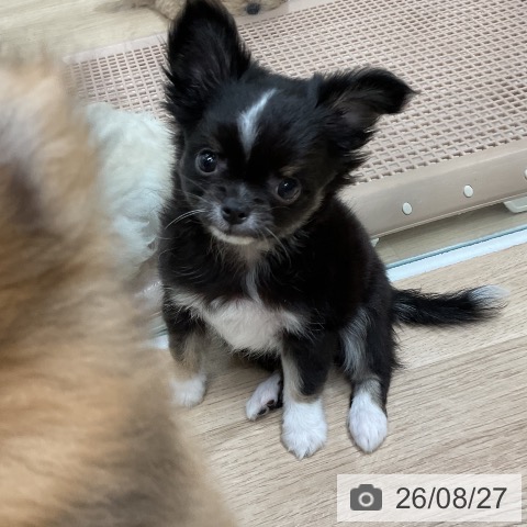 チワワの写真