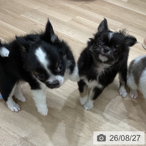チワワの写真